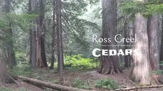 Ross Creek Cedars Montana