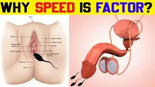 This is why testicle stay outside the body। Human Reproductive system। Bright side। Sehat talk india