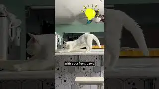 Cat Stretch? Smart Kitty Wisdom #smartcat #cats #catlover