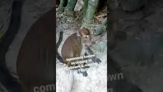 the scientific name of the Philippine long-tailed macaque is Macaca Fascicularis Philipensis