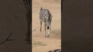 Zebra 1 | National Zoo & Aquarium | Canberra April 2025