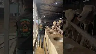Oxen are being watered through A line from sahara agro 2025 #animals #cleaning #shorts #viralvideo