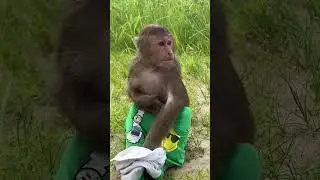 cutis bathing in the river#cutis #monkey #animals #shortsvideo
