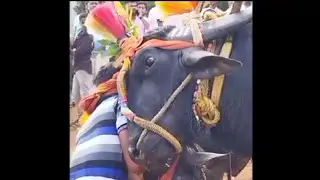 Ninjoor kambala video Part-3