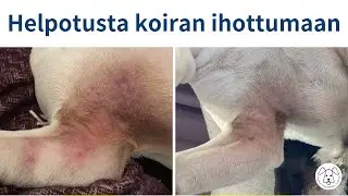 Koiran paha iho-ongelma helpotti raakaruokinnalla