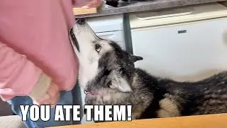 Husky Accuses His Nan Of Eating Missing Biscuits!