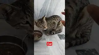 cat / billi / ket / cet / billi aawaj / cet aawaj | cat aawaj | billi ka bachchha | #billi / #shorts