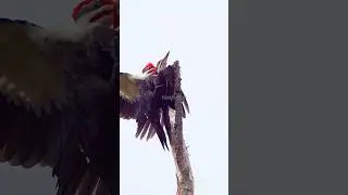 Woodpecker Mating#shorts #wildlife #naturelovers #birds #nature#spring