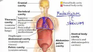 1_6 Body Cavities and Membranes