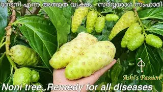 നോനി എന്ന അത്ഭുത വൃക്ഷം,  സർവ്വരോഗ സംഹാരി / Noni tree..Remedy for all diseases