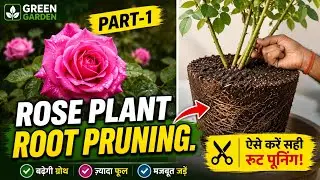 Rose Pruning || How to Prune Rose flower plant || Root Pruning of rose plant ||