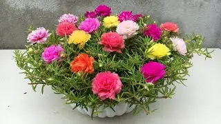 How to grow Portulaca in a plastic bowl that blooms brilliantly after 32 days