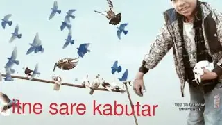 Kabutar Udaya Aaj Humne🤩😊#pigeon #kabootarloft05 #bird #pigeonbird vlog