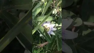 Exotic Jesus Crown Flower With Bee Inside, Kotor, Montenegro! #nature #flowers #travel #travelvlog
