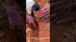Sweet Potato Harvest: JUST a Hoe?! 🤯 #EasyHarvest #FarmHack