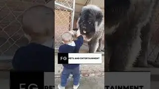 Caucasian Shepherd Bear🛑