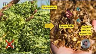 Silage with Passion Ep.7 Silage Fermentation Fundamentals