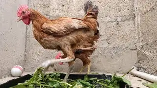 Beautiful Chicks Chirping Sounds | Cute Little Rooster | Like, Share and Subscribe🐓🐔❤️