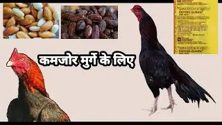 Aseel ko khurak kase de or kin kin baton dhyaan rakhe #like #viralvideo #punjabiaseel #youtubeshorts