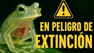 RANA de CRISTAL \ULTIMO SUSPIRO de una ESPECIE EN PELIGRO - Ciclo de Vida y C&oacute;mo Salvar su Extinci&oacute;n