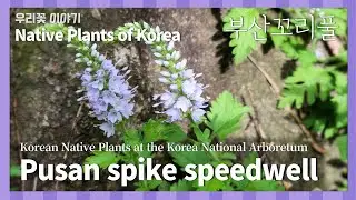 부산꼬리풀  [Native Plants of Korea. 86] Pusan spike speedwell  (English version)