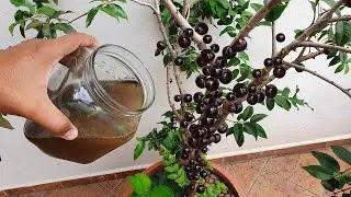 Este adubo vale ouro para jabuticaba frutificar muito