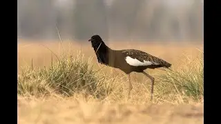 Critically Endangered Species is Bengal Florican