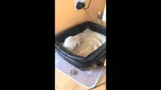 Ferret going around in circles digging up litter tray