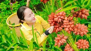 Harvesting Snake Fruit (Salacca zalacca) to sell at the market | Emma Daily Life