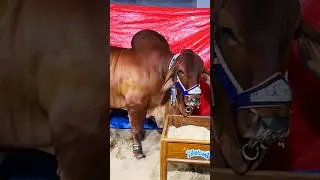 Cow dilpasand#dilpasandcattlefarm