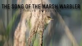 The Song of the Marsh Warbler | 2 hours | No Loop