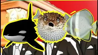 Orca Shark Vs Pufferfish Vs Trevallies - Coffin Dance Meme Cover
