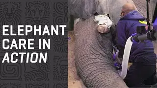 Tendaji's Tusk TRIUMPH