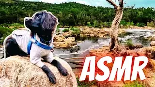 ASMR | 4K Puppy Dog Nature Walk - Crunchy - Captivating - No Talking