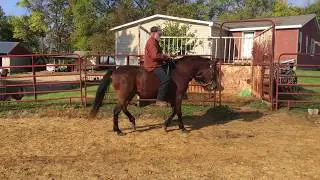 Paso Fino Natural Gait