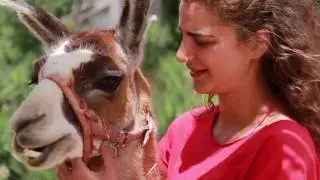 Alpaca Farm Israel