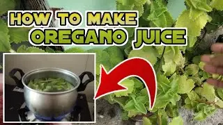 HOW TO MAKE OREGANO JUICE AT HOME | The Loft Below