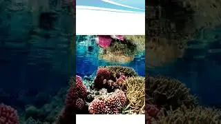 Coral reef
