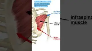 nerve supply of Infraspinatus muscle? #shorts