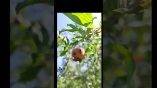 દાડમનું પતંગિયુ/ Anar butterflies