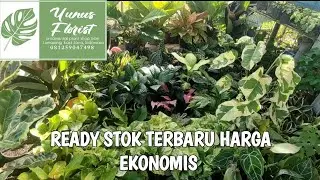 UPDATE HARGA TANAMAN HIAS TERBARU DI YUNUS FLORIST 081259047498