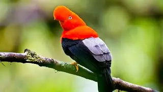 Most Intriguing Bird in the World: Andean Cock-of-the-Rock | Wild Biosphere