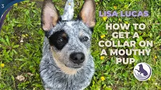 How to get a Collar on a Mouthy Pup | Lisa Lucas - Northern Tails Dog Training | Animal Trainer