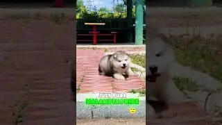 Hilarious Malamute Falls Backyard Adventures