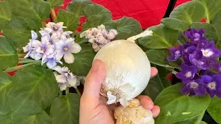 🔥Hemen Etkisini Göstermeye Başlayan BOMBA Gübre TARİFİ‼️MÜTHİŞ ‼️YOK BÖYLE BİR GÜBRE ‼️HEMEN İZLE‼️