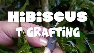 Grafting Hibiscus: T budding hibiscus plant