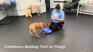 Bruno Day Training- Recall, Confidence Building, & Hand Targets