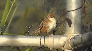 Tawny Grassbird (Megalurus timoriensis) (2)
