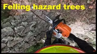 Removing Hazard trees with decay with my Stihl MS 362