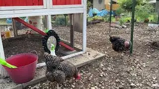 How to Add New Chickens to Your Flock - Five Minute Chicken Tips!